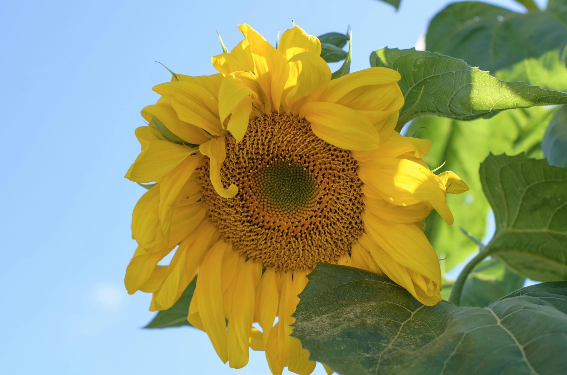 A sunflower with a green stem and a blue sky